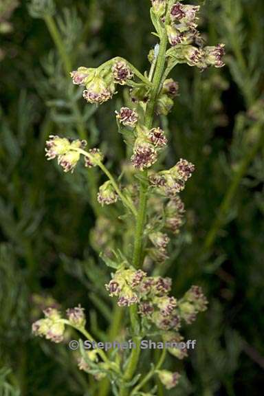 Artemisia michauxiana 3 graphic